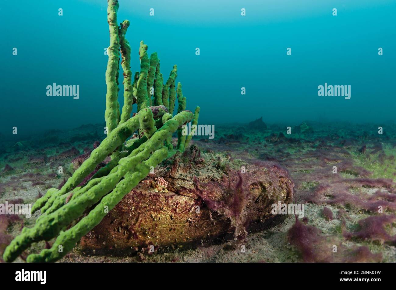 Freshwater sponge hires stock photography and images Alamy