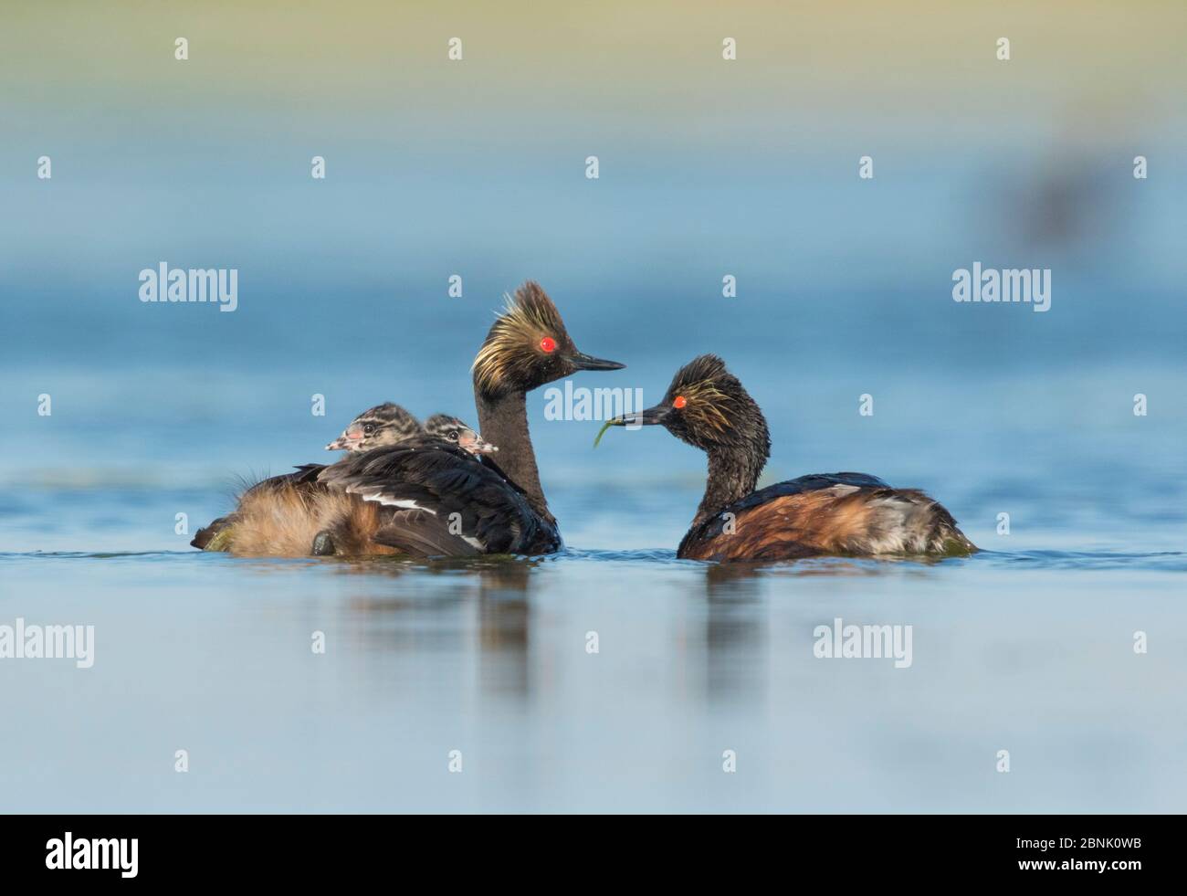 Eared grebes (Podiceps nigricollis), pair, one adult carrying food (damselfly) for two chicks riding on the other adult's back, Bowdoin National Wildl Stock Photo