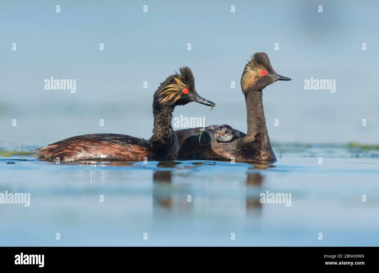 Eared grebes (Podiceps nigricollis), pair, one adult with food (damselfly) for chick riding on the other adult's back, Bowdoin National Wildlife Refug Stock Photo