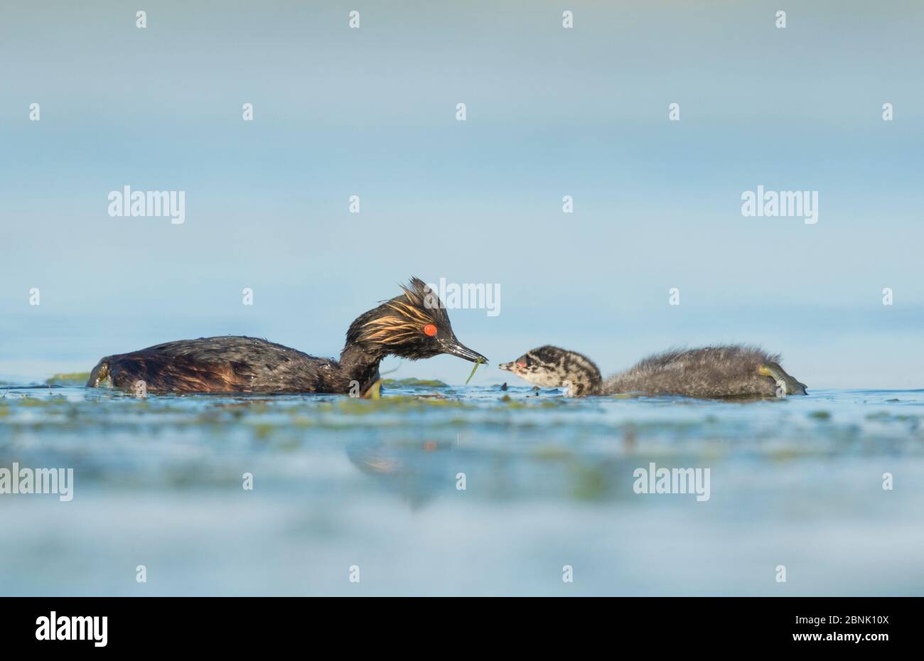 Eared grebes (Podiceps nigricollis), adult offering food (damselfly) to chick on the water, Bowdoin National Wildlife Refuge, Montana, USA Stock Photo