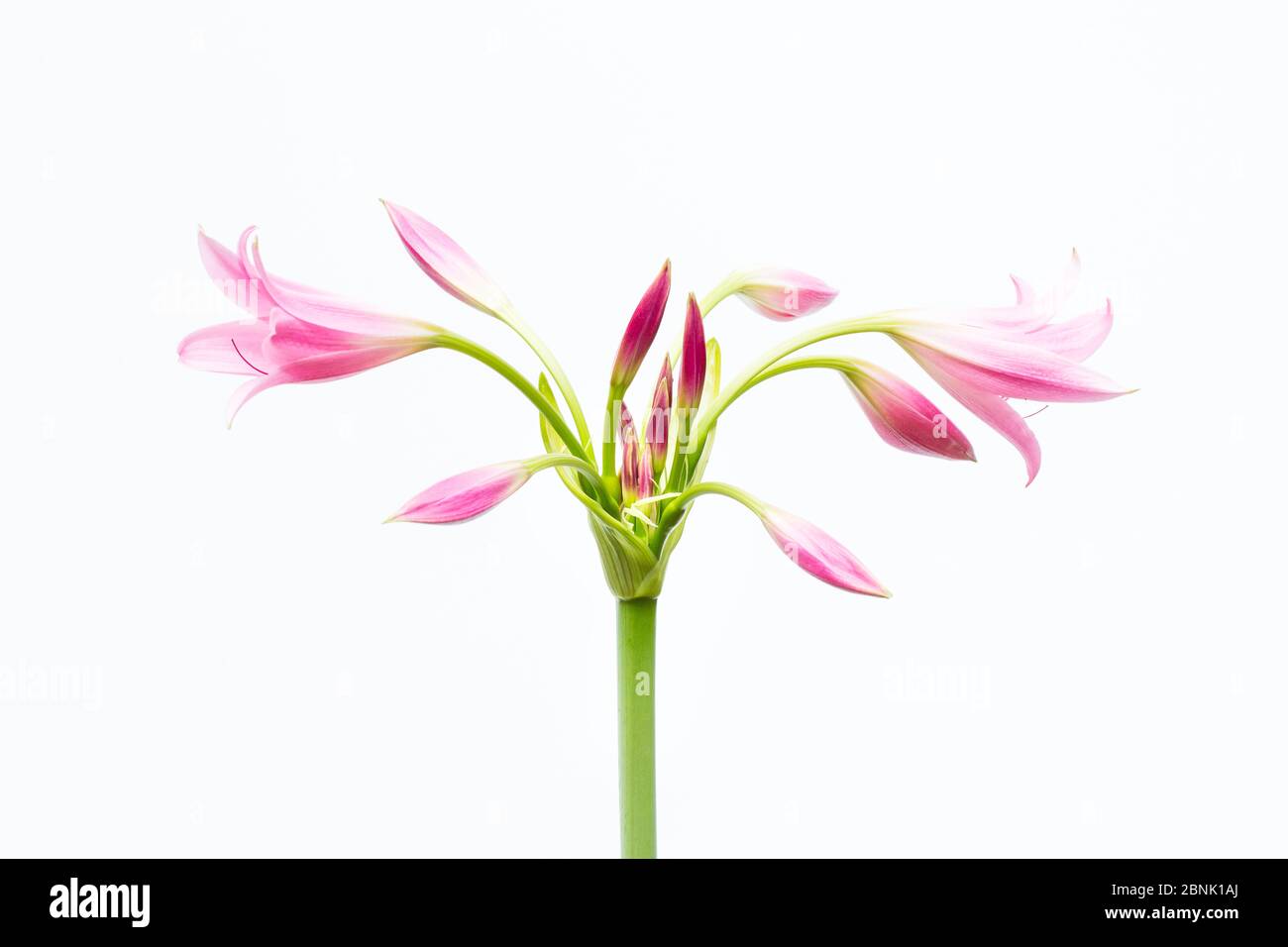 Crinum lily (Crinum sp), Gauteng, South Africa Stock Photo