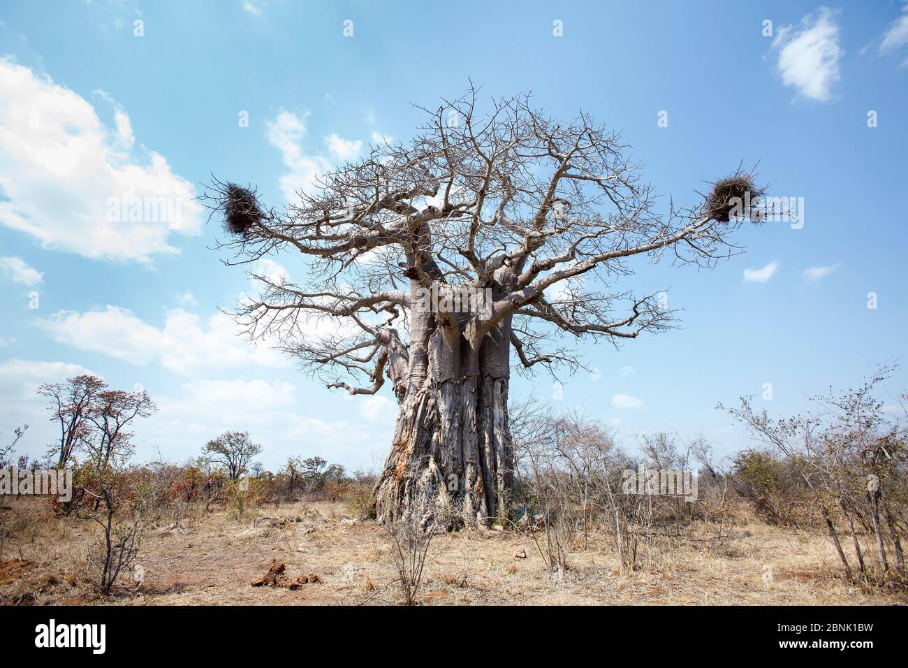 Baobab (Adansonia digitata) tree, Kruger National Park, Limpopo Province, South Africa, Buffalo Weaver Nests, Stock Photo