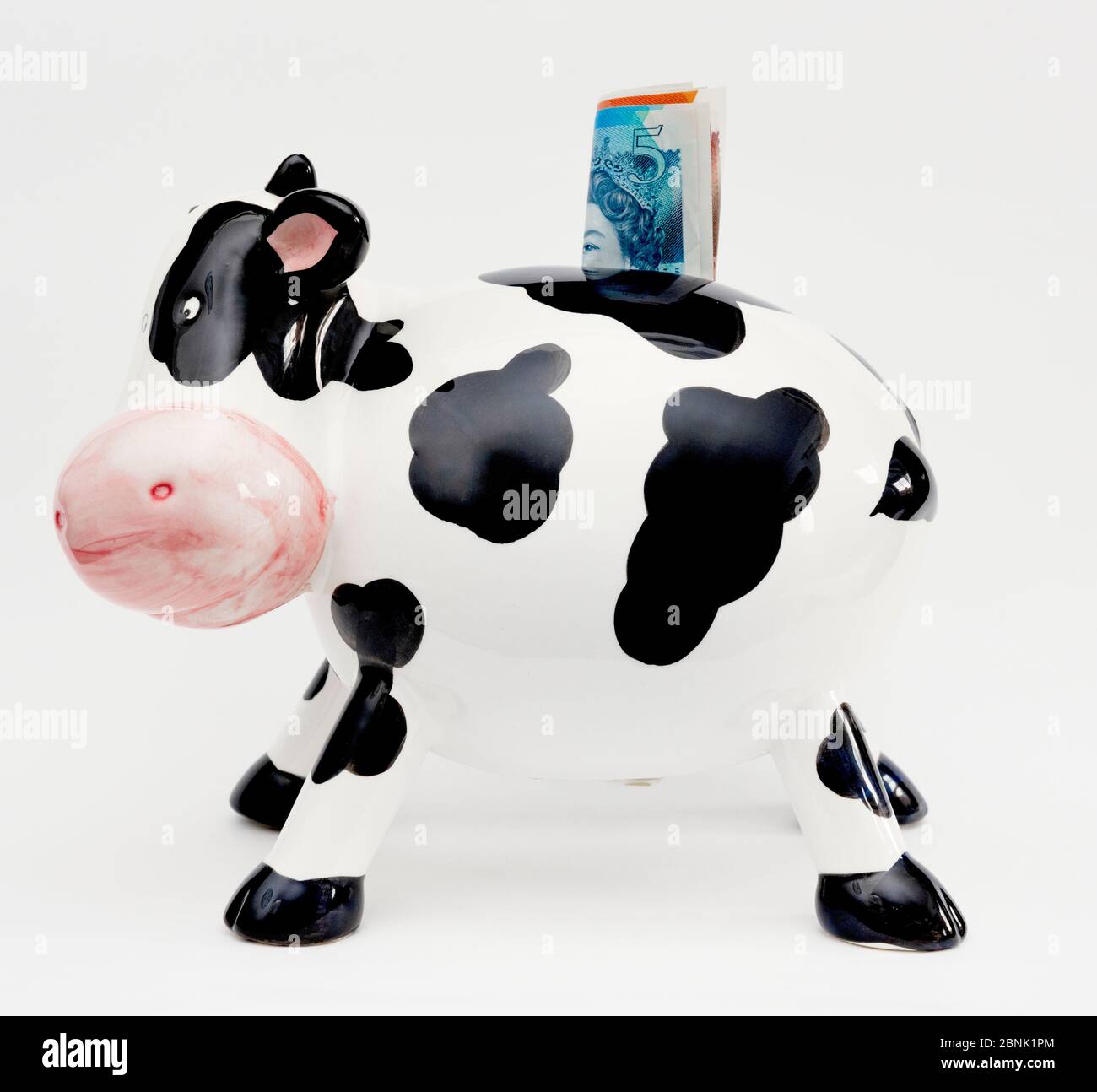 cash cow with notes on a white background Stock Photo