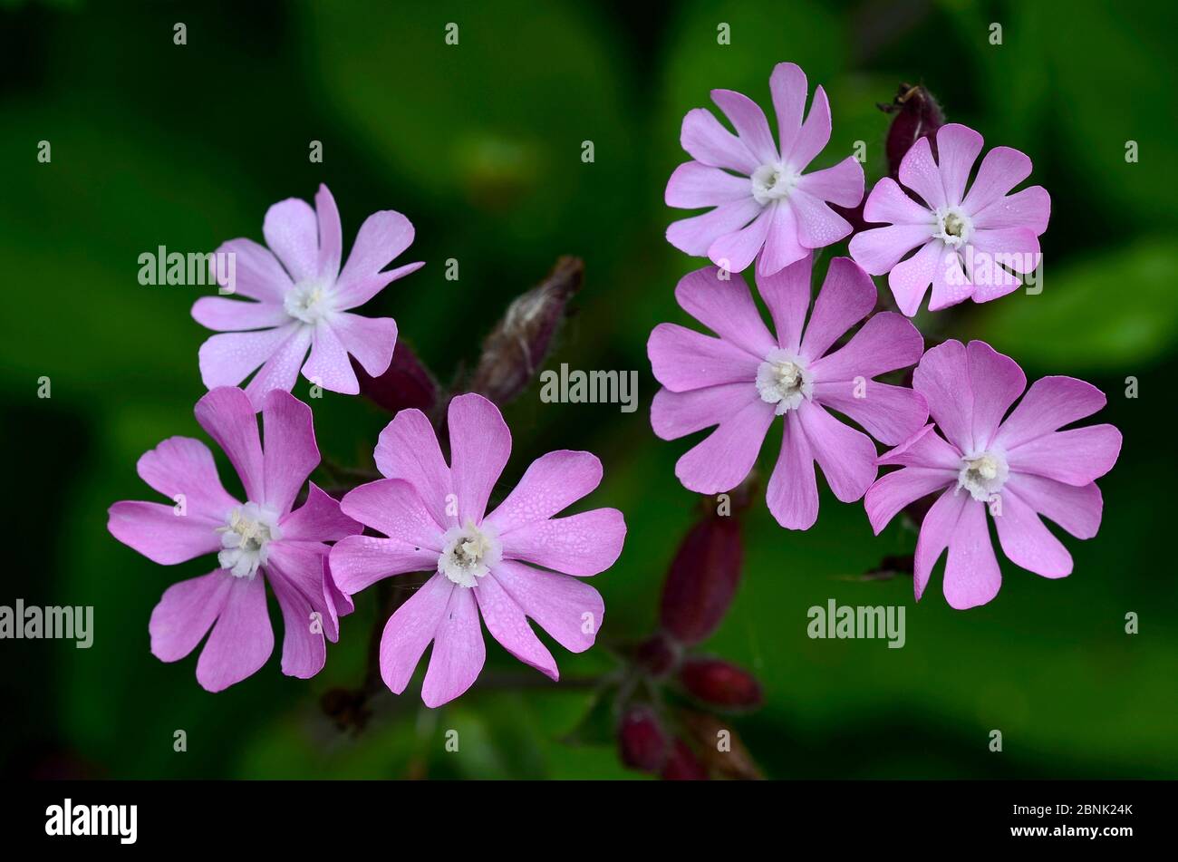 Red campion (Silene dioica) flowers in bloom. Dorset, UK May Stock