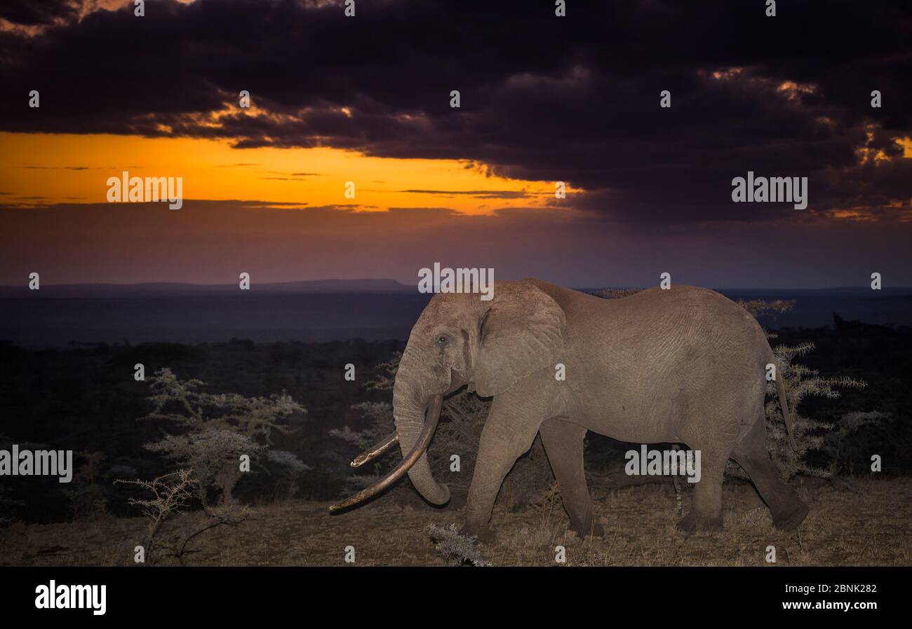 African elephant (Loxodonta africana) huge bull called One Ton at sunset, one of few remaining big tuskers left in the wild, Ol’Donyo Kenya. Stock Photo