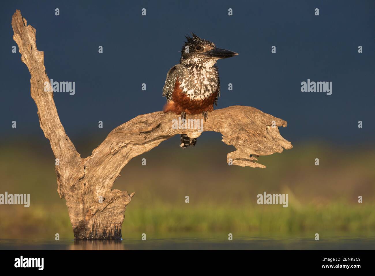 Giant kingfisher (Megaceryle maxima) sitting on a log above the water, watching for fish, Zimanga Private Game Reserve, South Africa. Stock Photo