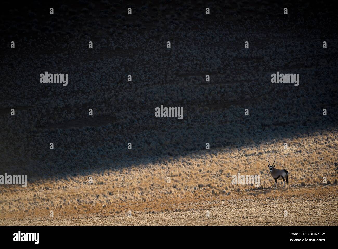 Gemsbok (Oryx gazella) standing in half shade on grass covered dune, Sossuvlei, Namibia Stock Photo