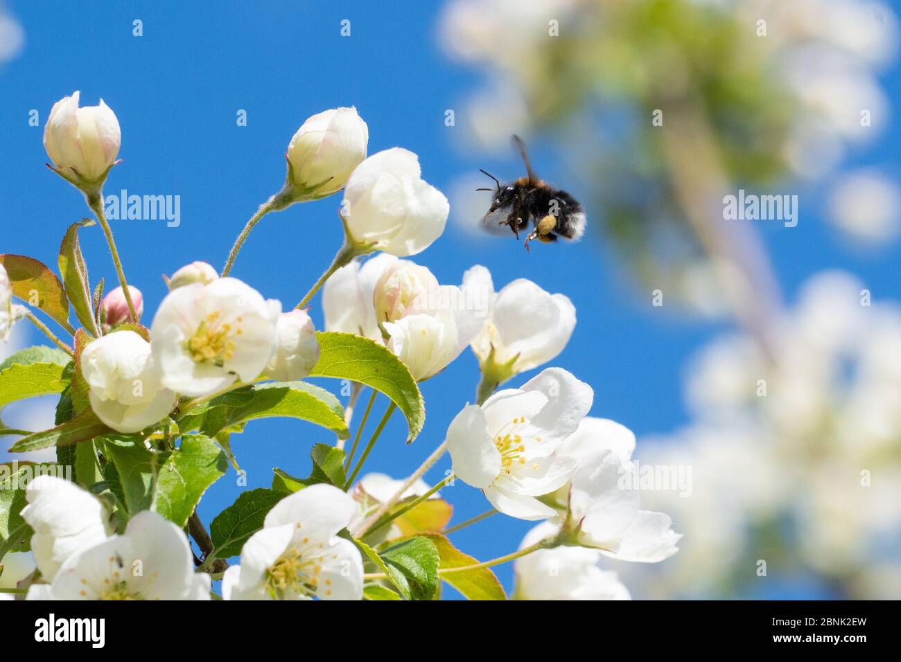 Stirlingshire, Scotland, UK. 15th May, 2020. UK weather - a tree bumblebee pollinating crab apple blossom beneath blue skies in Stirlingshire. After a dull start the day has become much brighter with just the very occasional light shower. Credit: Kay Roxby/Alamy Live News Stock Photo