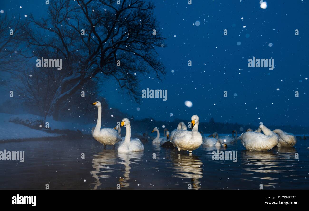 Whooper swans (Cygnus cygnus) early evening in a snow storm, Lake Kussharo, Hokkaido, Japan. Taken with remote camera. Stock Photo