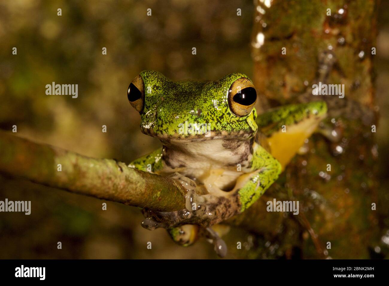 Papua new guinea tree frog hi-res stock photography and images - Alamy