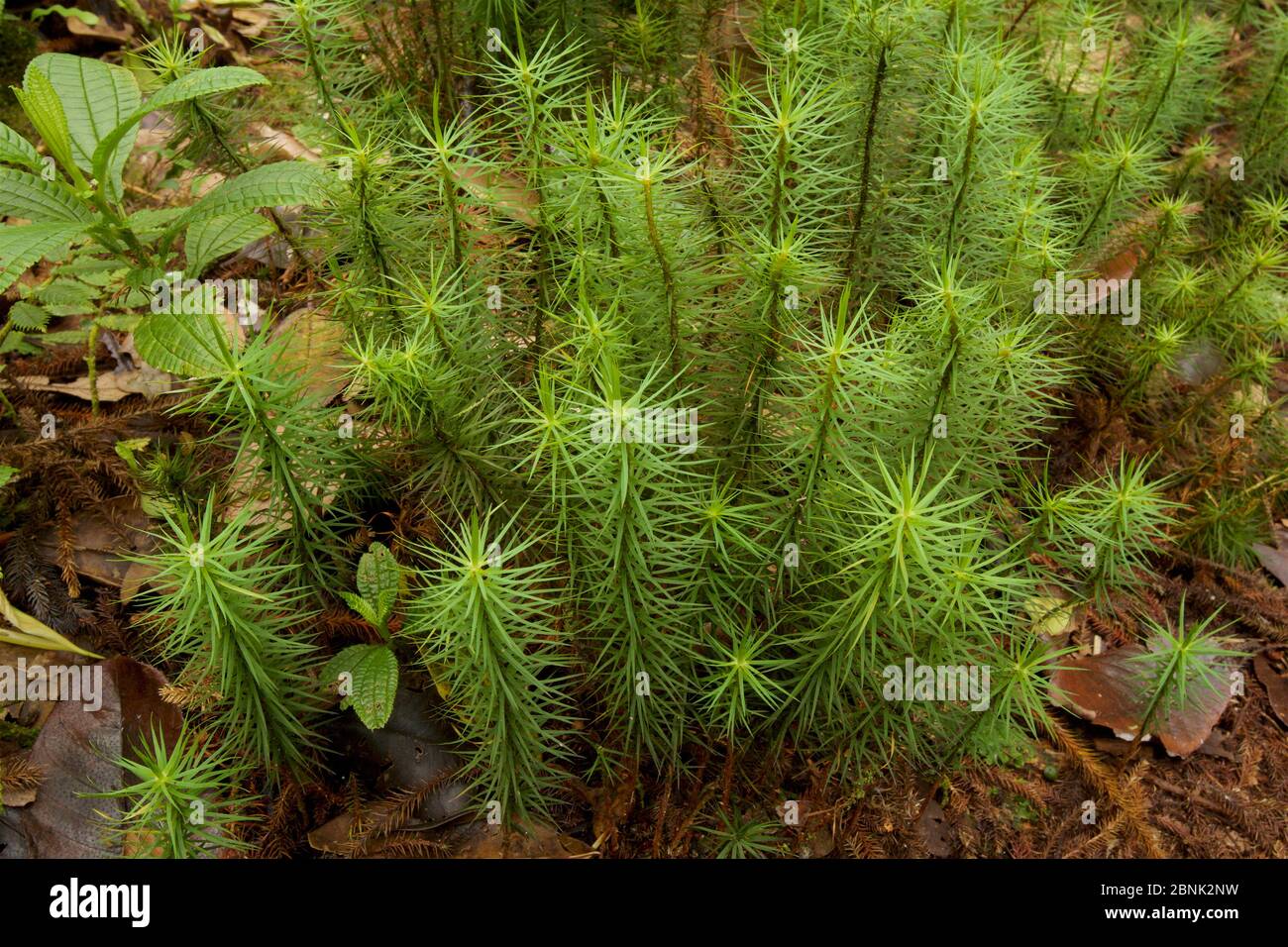 Plants in upper montane rainforest in the YUS Conservation Area, Huon