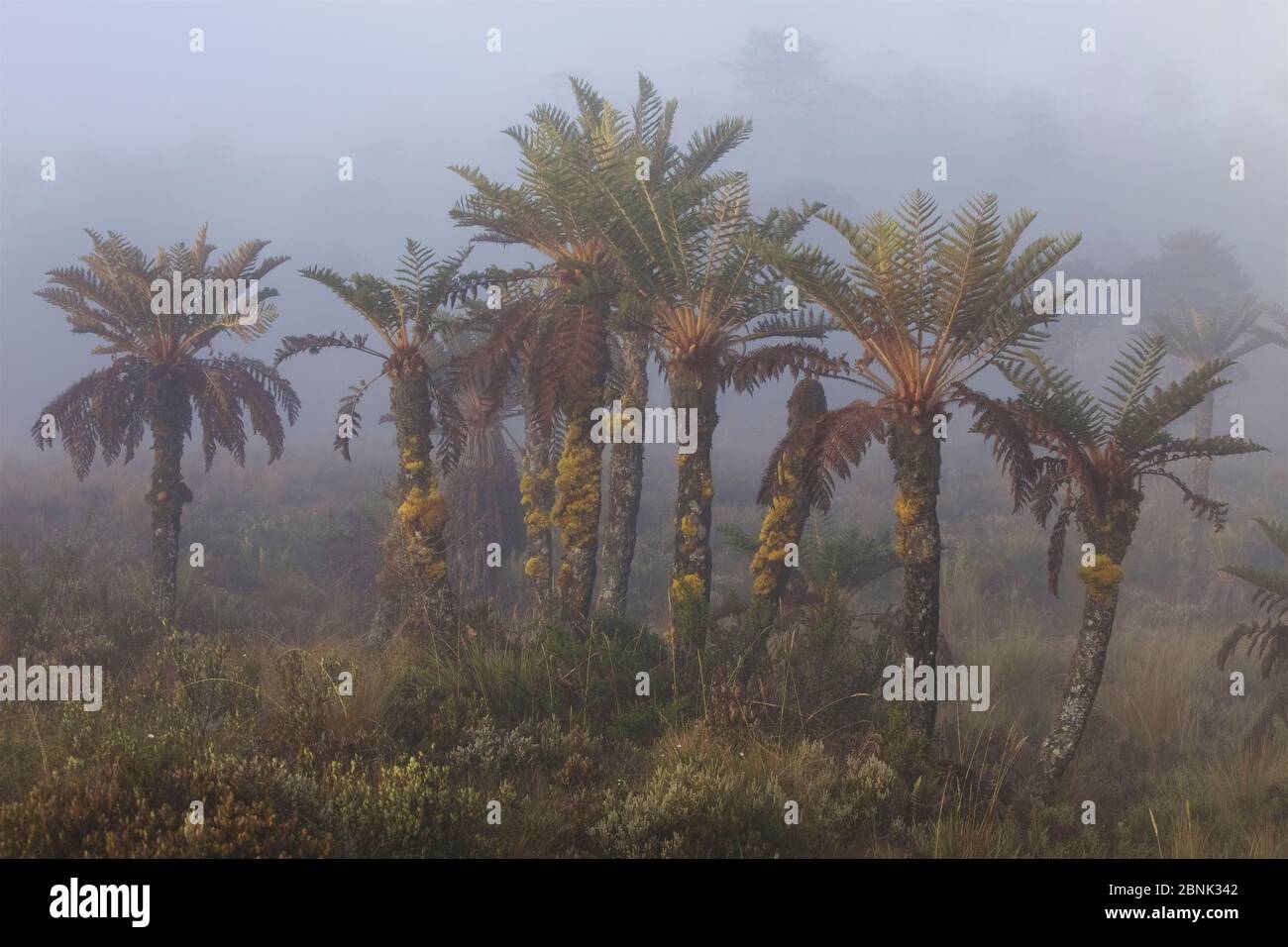 Tree Ferns (Dicksonia sp.) in the mist. New Guinea. Stock Photo