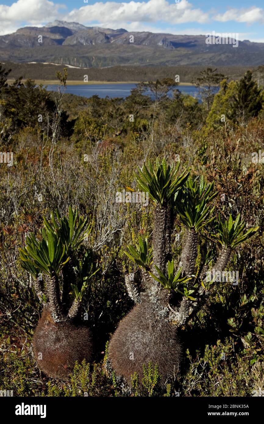 Ant plant (Myrmecodia sp.) with Puncak Trikora (4730 m - second highest peak in New Guinea) in the background. New Guinea. June 2010. Stock Photo