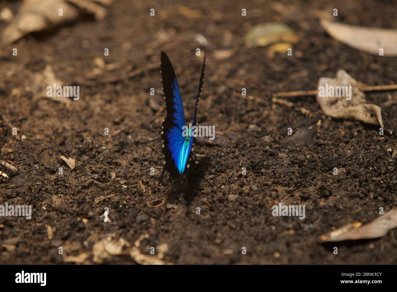 Ulysses Butterfly Papilio Ulysses Butterfly On The Ground Papua New 