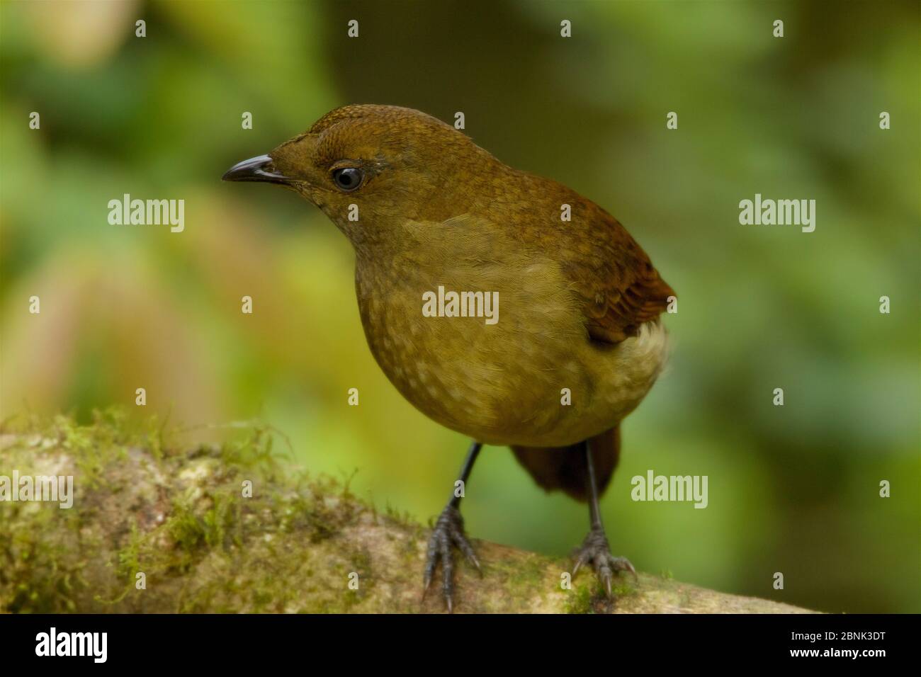 Crested cnemophilus (Cnemophilus macgregorii)female, Papua New Guinea. Stock Photo