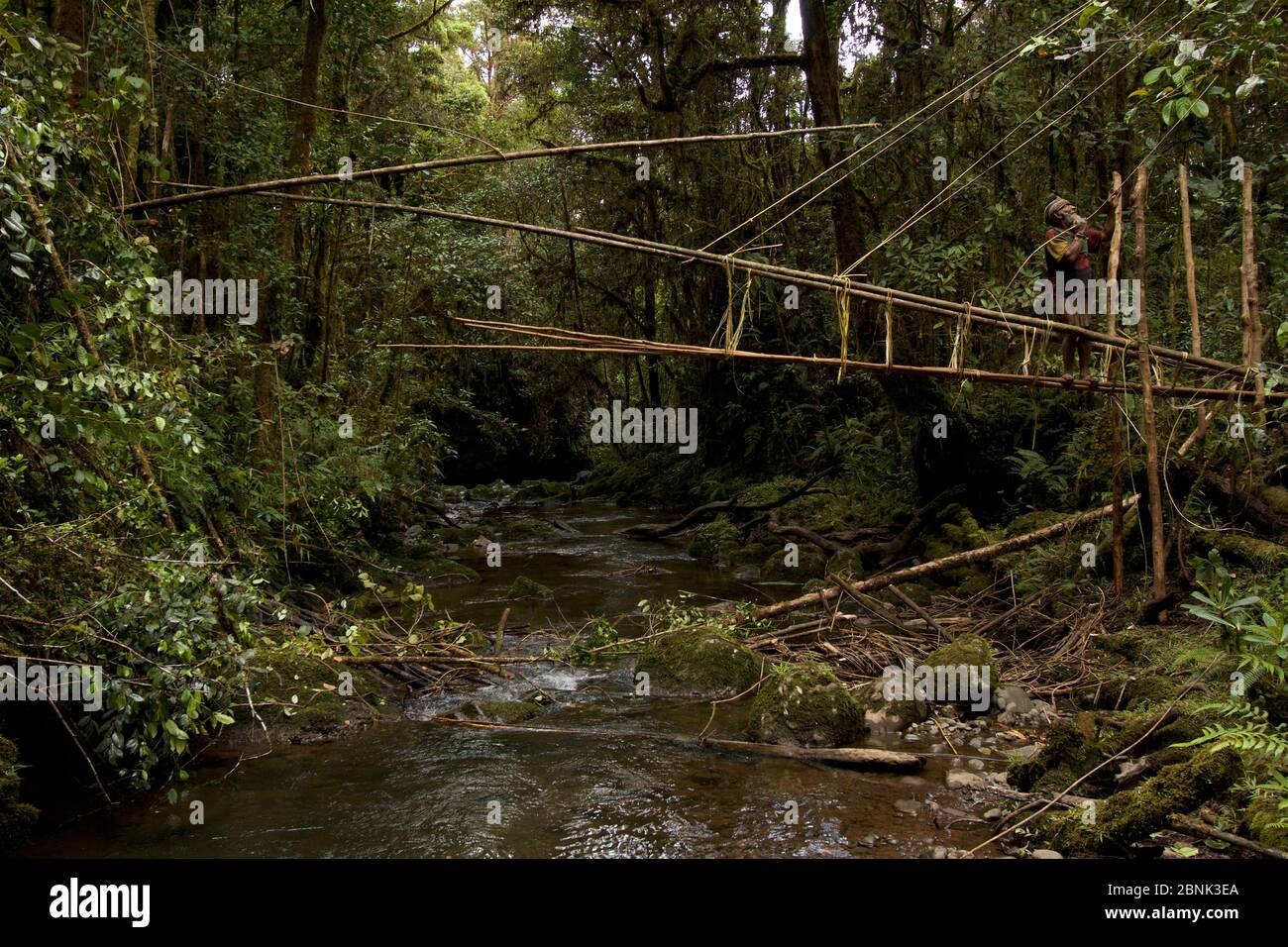 Huli elder constructing a traditional vine and pole suspension bridge over a stream, Papua New Guinea, November 2010. Stock Photo