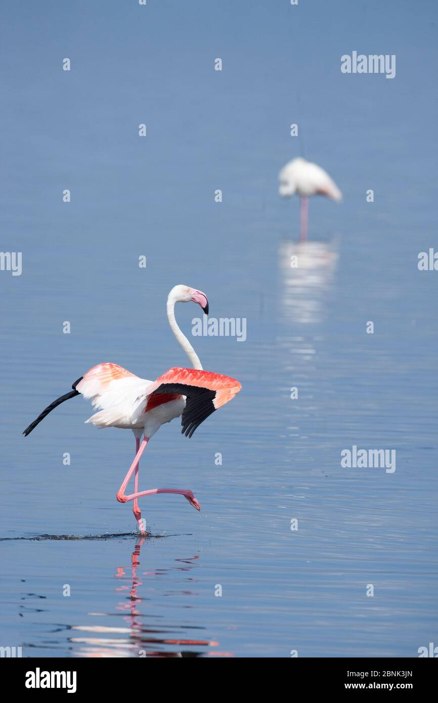 Greater flamingo (Phoenicopterus ruber) wading, Lake Nakuru, Kenya. Stock Photo