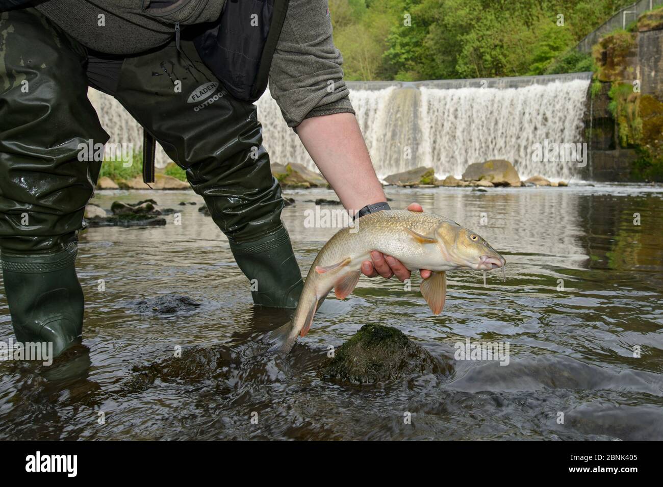 Barbel (Barbus barbs) caught by angler and being released from urban river, Greater Manchester, UK May Stock Photo