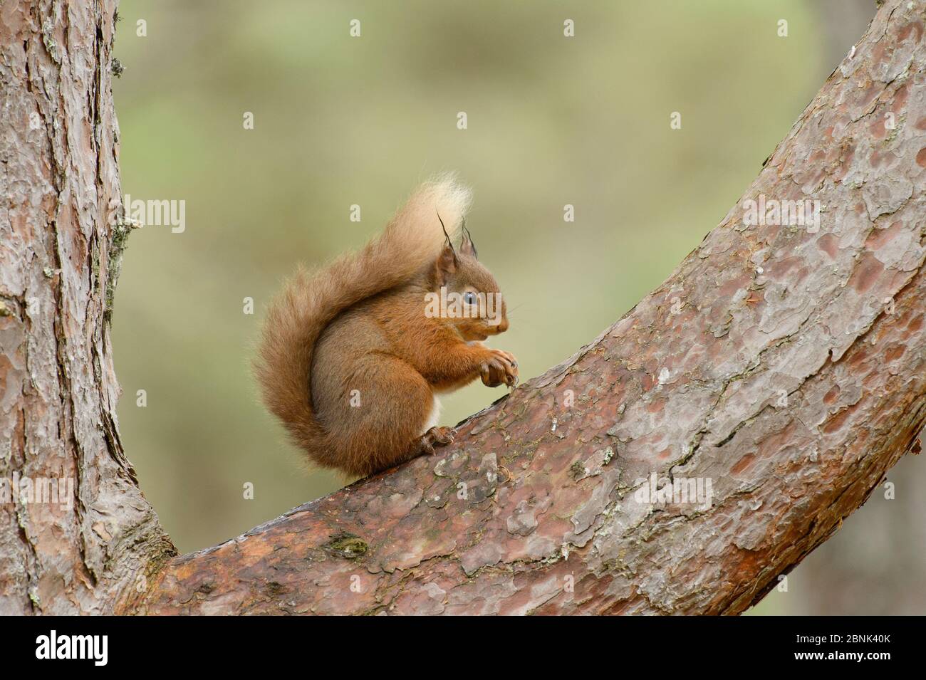 Red squirrel (Sciurus vulgaris) Black Isle, Scotland, UK. February Stock Photo