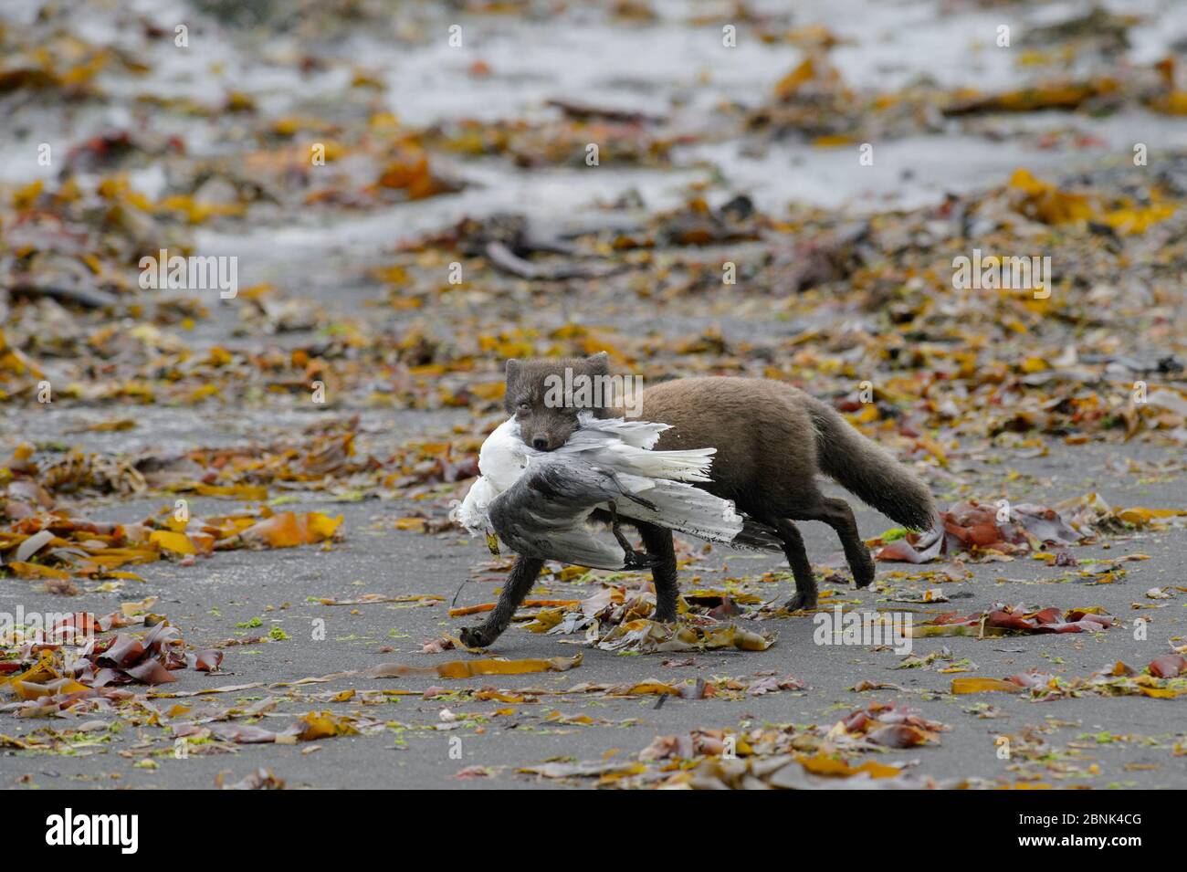 Arctic fox (Alopex lagopus) adult male carrying dead Kittiwake (Rissa tridactylus) along beach, Hornvik, Hornstrandir, Westfjords, Iceland. July Stock Photo