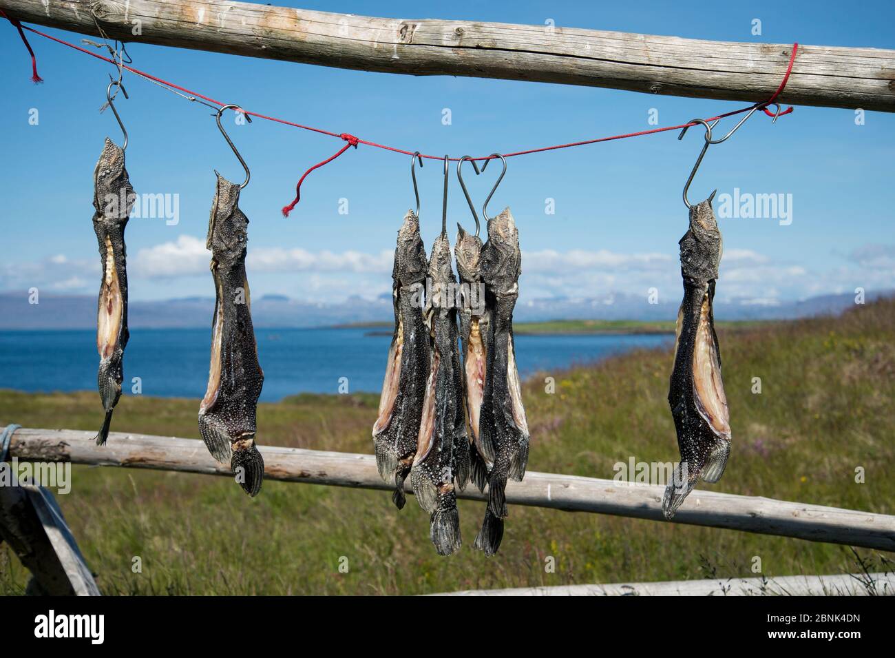 Lumpsucker fish (Cyclopterus lumpus) drying in sun, traditional method of drying fish, Flatey Island, Breioafjorour, Iceland. July Stock Photo