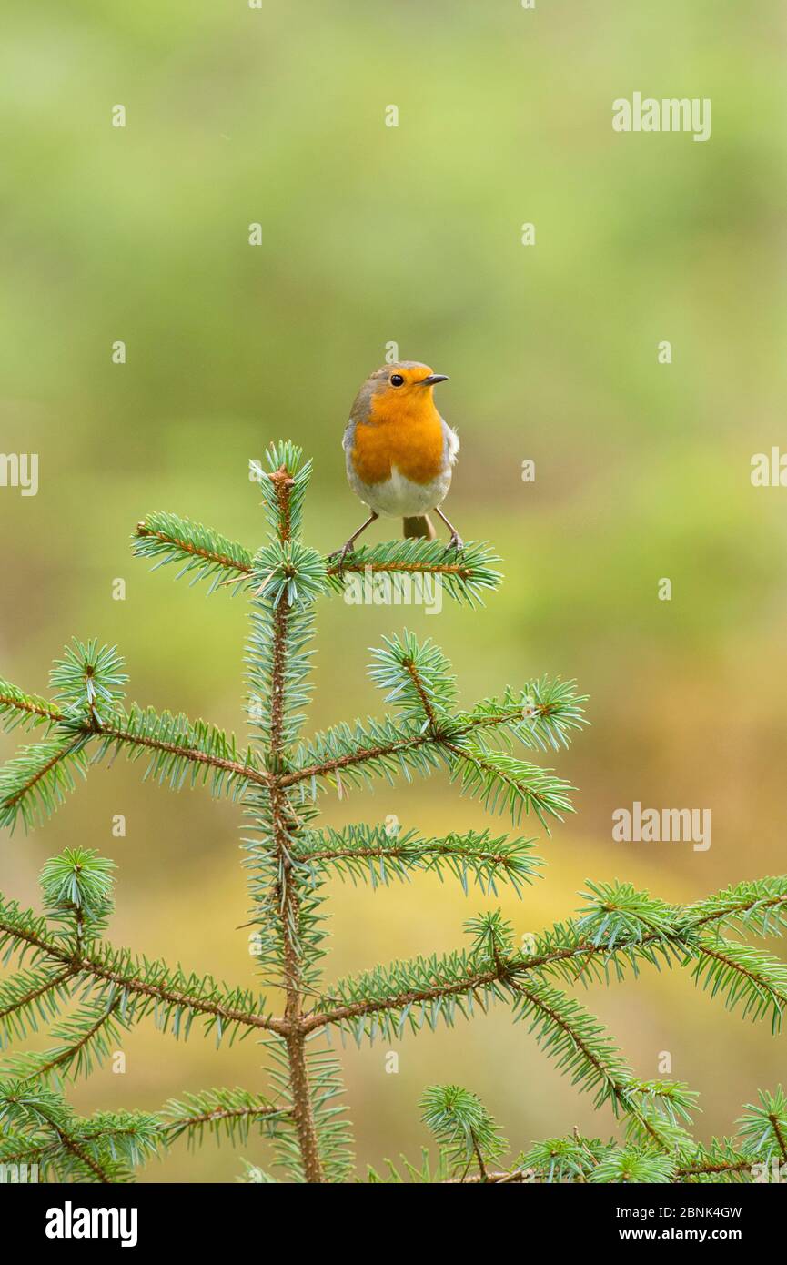 Robin (Erithacus rubecula) portrait on (Pinus sp), Black Isle, Scotland, UK March Stock Photo