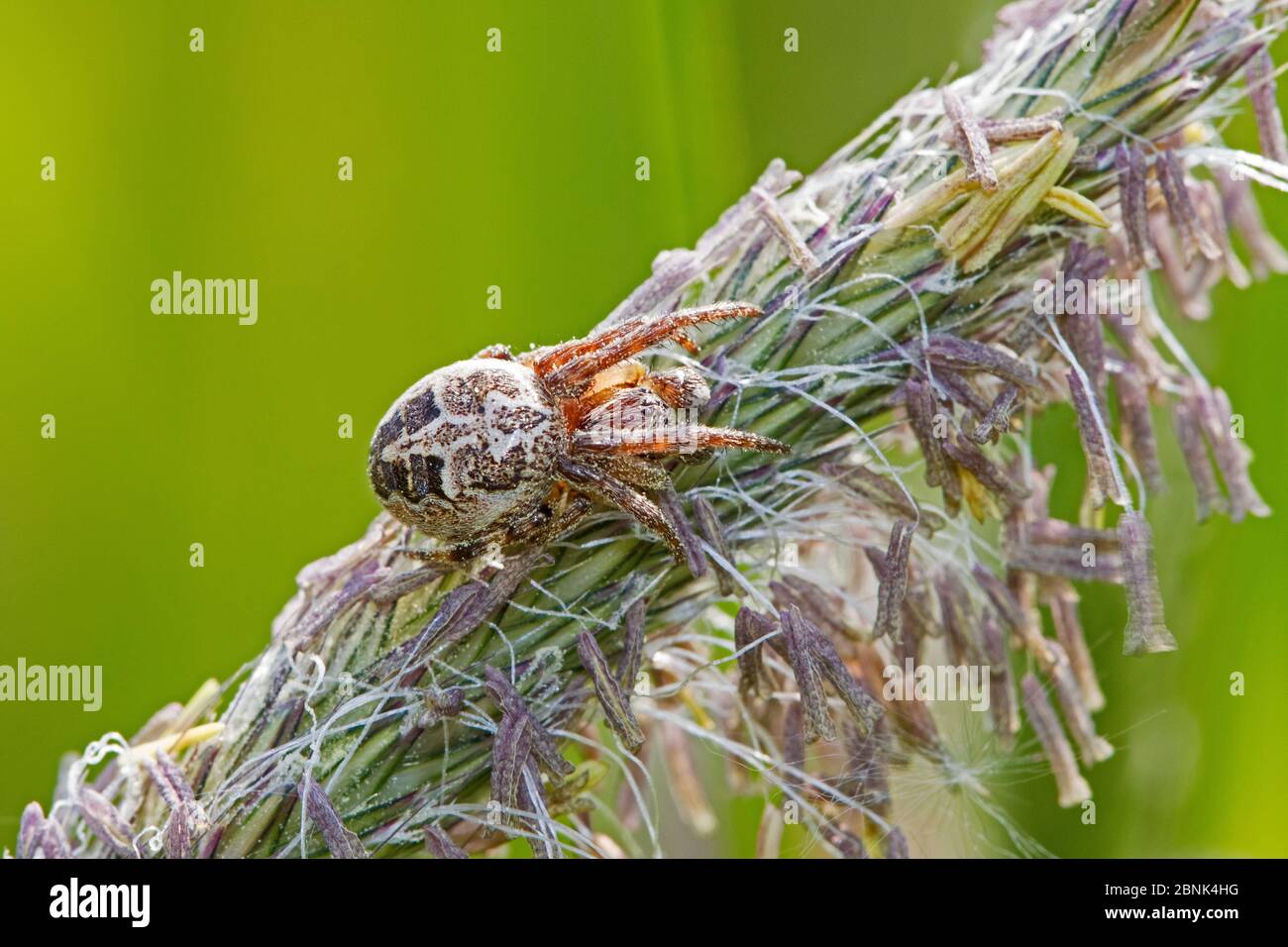 Orb-weaving spider (Larinioides) on meadow foxtail Sutcliffe Park Nature Reserve, Eltham, London. May Stock Photo