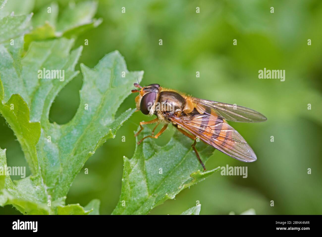 Hoverfly (Epistrophe nitidicollis) Brockley, Lewisham, London. May. Stock Photo