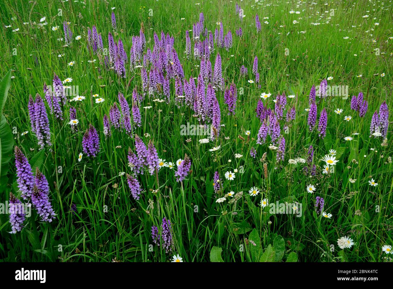 Southern marsh orchids (Dactylorhiza praetermissa) on roadside embankment. Dorset, UK June. Stock Photo