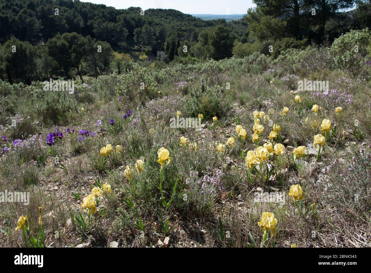 Crimean iris (Iris chamaeiris) flowering in garrigue habitat, Eyguieres, Alpilles, France. April. Stock Photo