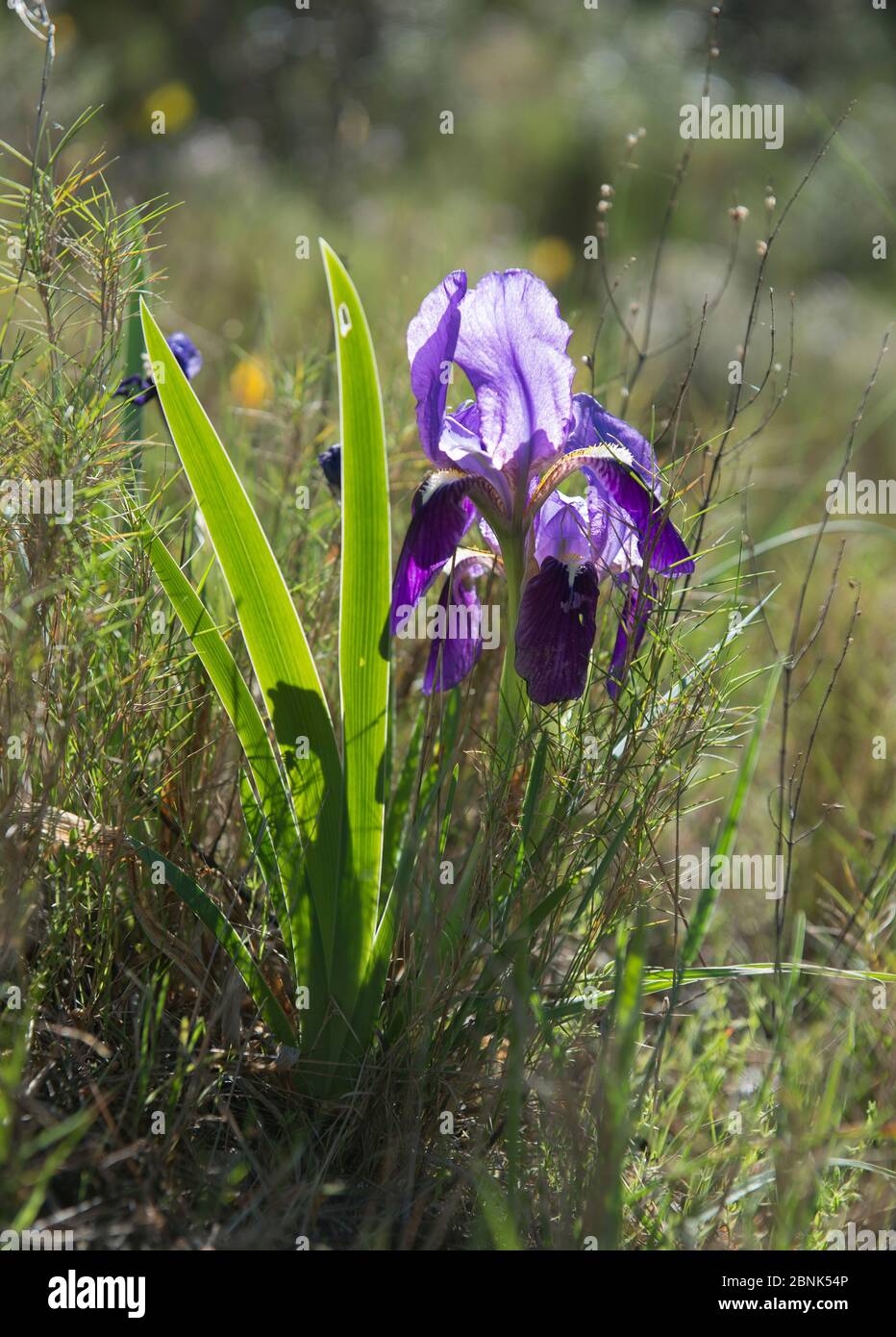 Crimean iris (Iris chamaeiris) flowers in spring in garrigue habitat, Alpilles, France. April. Stock Photo
