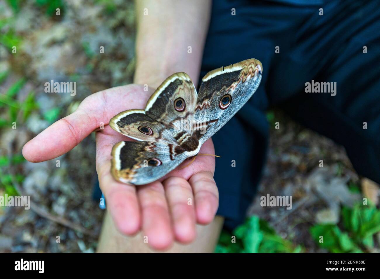 huge butterfly Saturnia pyri on a man’s hand Stock Photo