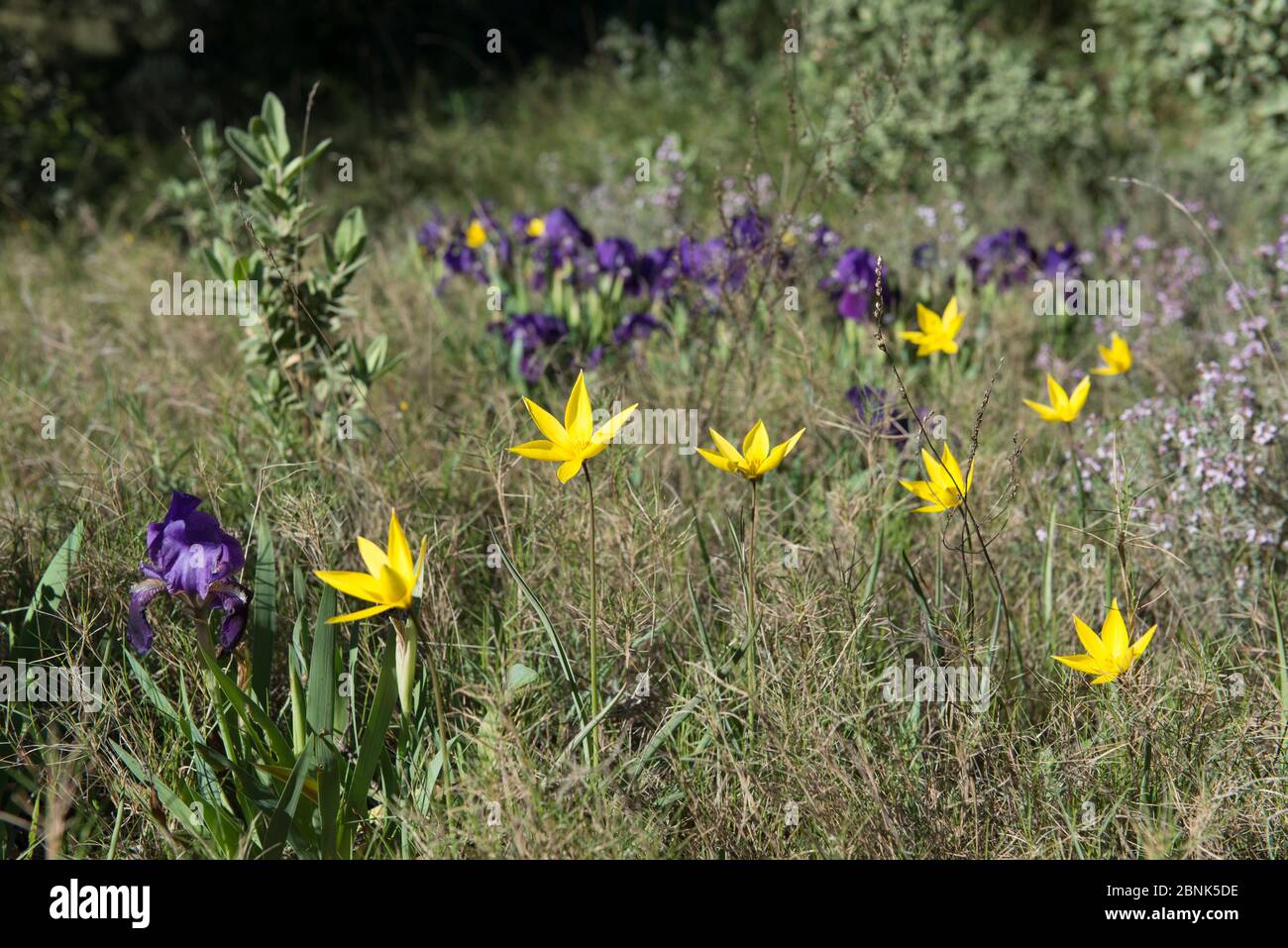 Woodland tulip (Tulipa sylvestris) and Crimean iris (Iris chamaeiris) flowers and Irises, Alpilles, France. April. Stock Photo