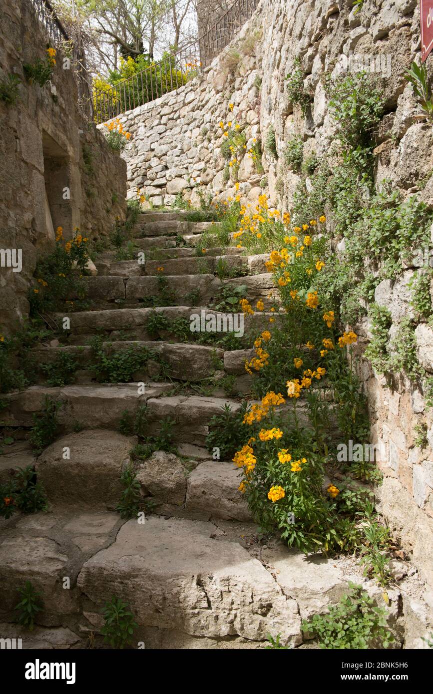 Wallflower (Erysimum) in cobbled street in Vacheres Village, Provence. France. April. Stock Photo
