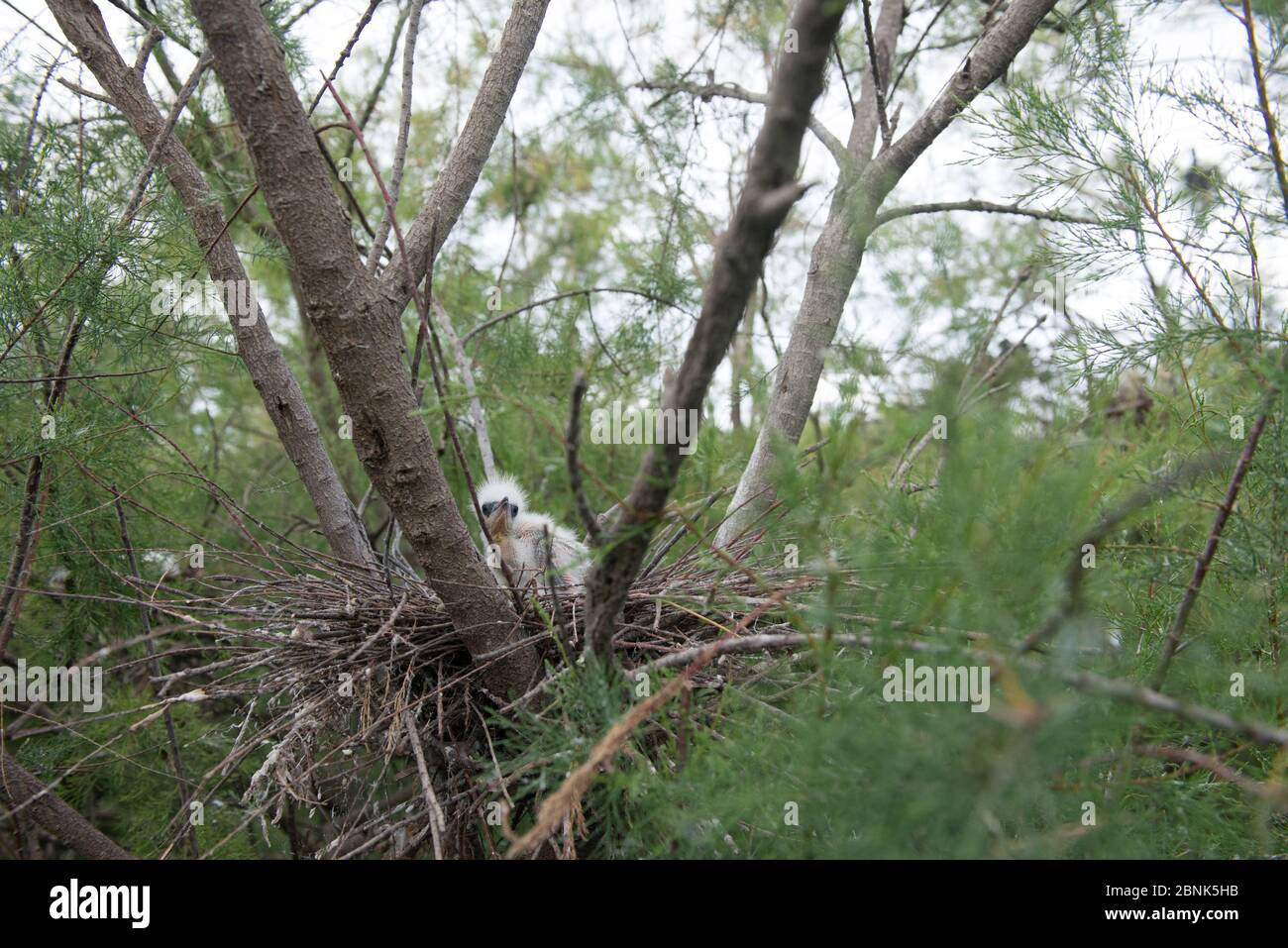 Little egret (Egetta garzetta) nest with chicks in Tamarisk (Tamarix) woodland, Scamandre, Camargue, France, May. Stock Photo