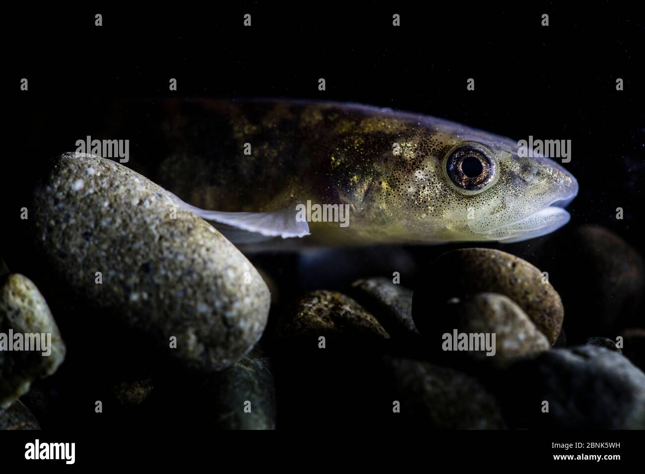 Dusky galaxias (Galaxias pullus)  New Zealand, August. Controlled conditions. Stock Photo