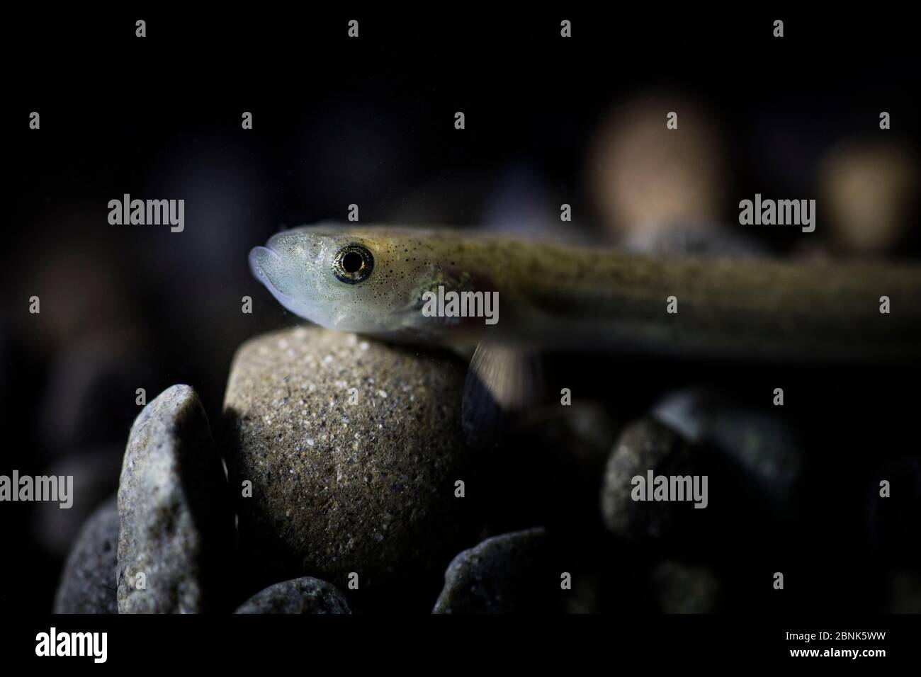 Lowland longjaw galaxias (Galaxias cobitinis) New Zealand. August. Controlled conditions Stock Photo