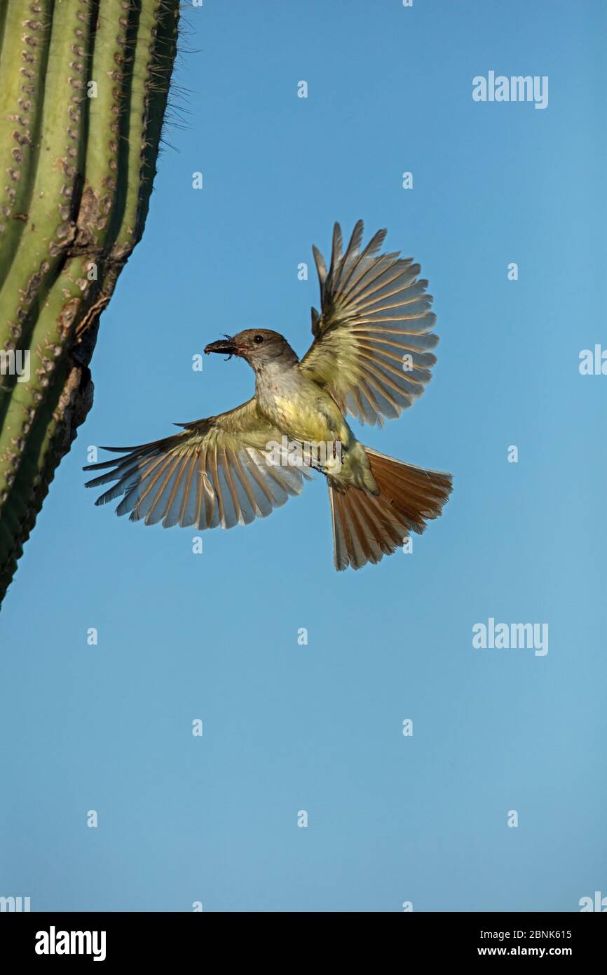 Ash-throated flycatcher (Myiarchus cinerascens) bringing food to nest in saguaro cactus, Sonoran Desert , Arizona, USA, July. Stock Photo