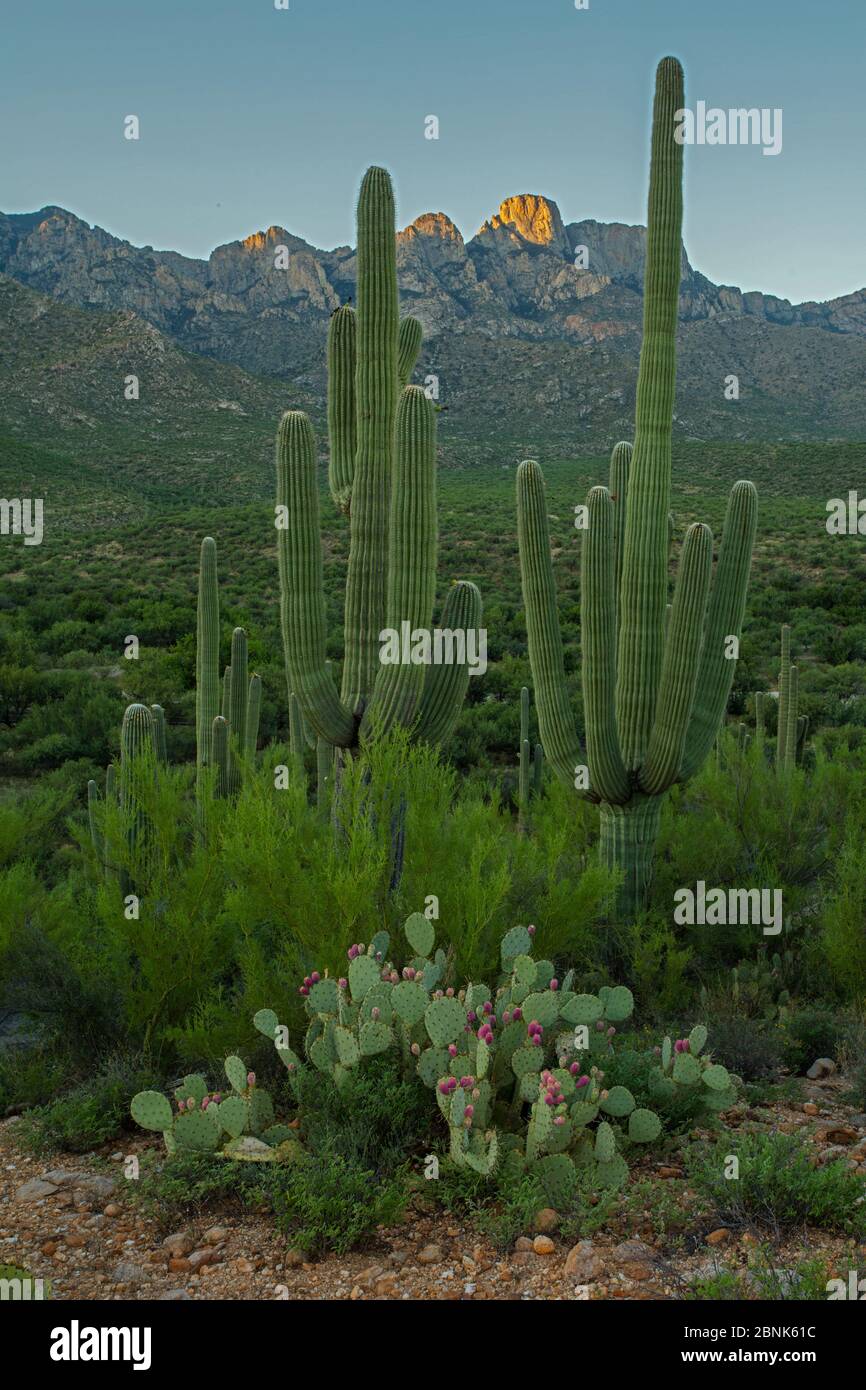 Saguaro cactus (Carnegiea gigantea) and Prickly pear cactus (Opuntia) Sonoran Desert, Arizona, USA. Stock Photo