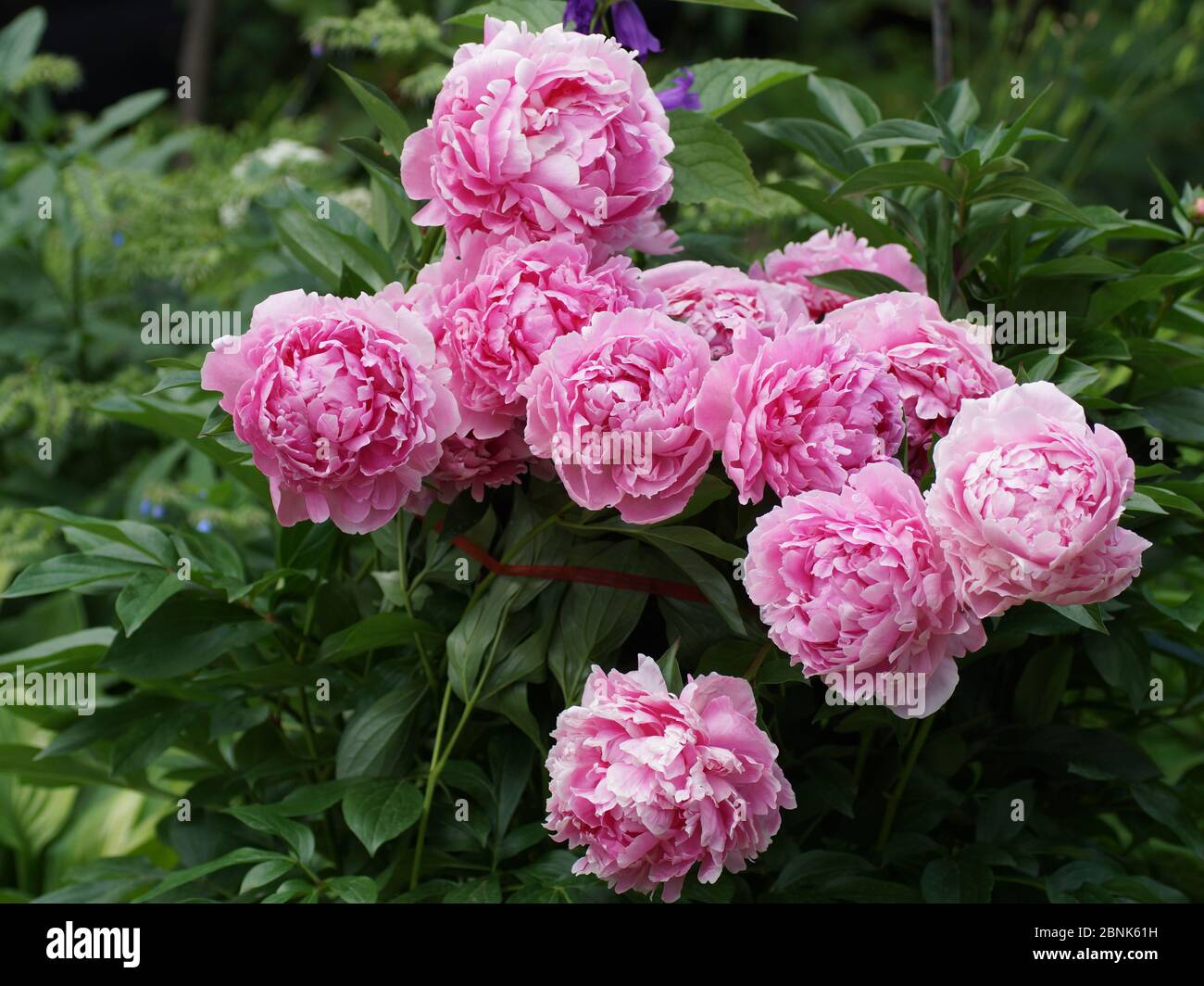 A bush of pink double peonies blooms in the garden. Paeonia  lactiflora Sarah Bernhardt. Stock Photo