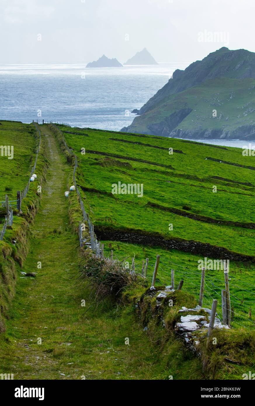 Strip farming on the Skellig Islands, Puffin Island, County Kerry, Ireland, Europe. September