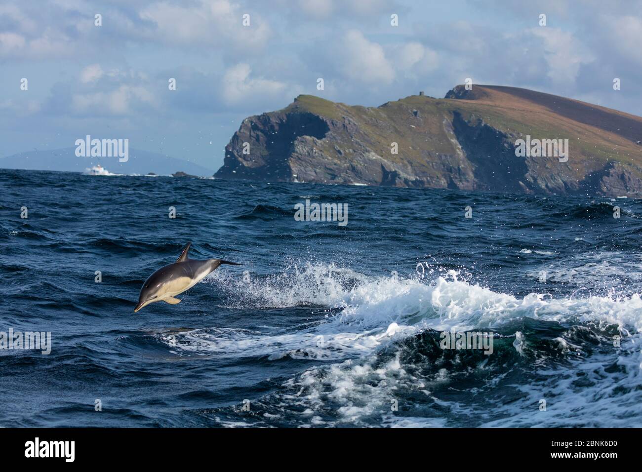 Short-beaked common dolphin (Delphinus delphis) at Bray Head, Valentia Island, Ring of Kerry, Iveragh Peninsula, County Kerry, Ireland, Europe. Septem Stock Photo