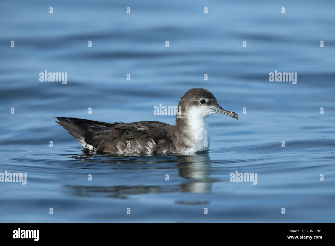 Persian shearwater (Puffinus persicus) on the water, Oman, November Stock Photo