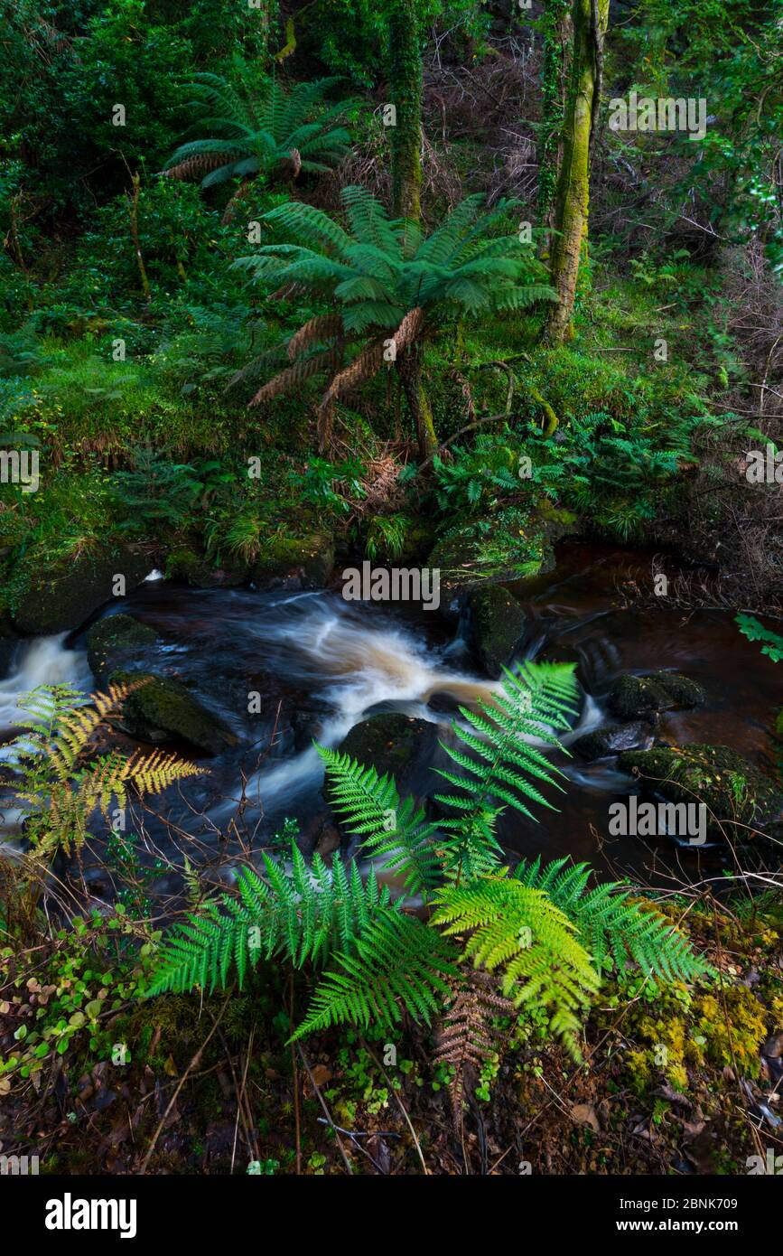 Arborescent Ferns (Cyatheaceae), Kells Bay Gardens, Ring of Kerry, Iveragh Peninsula, County Kerry, Ireland, Europe. September 2015. Stock Photo