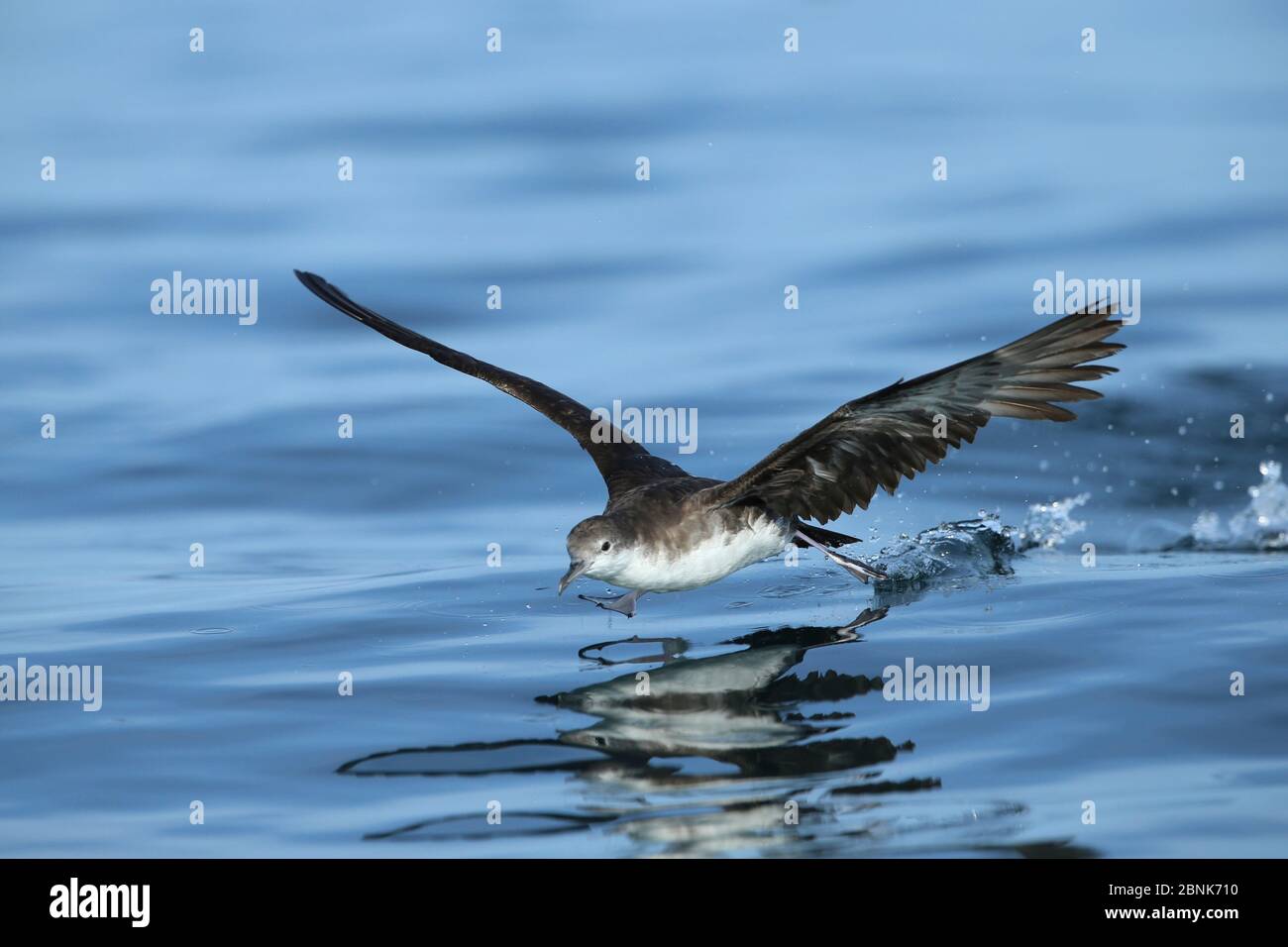 Persian shearwater (Puffinus persicus) running over water to take flight, Oman, November Stock Photo