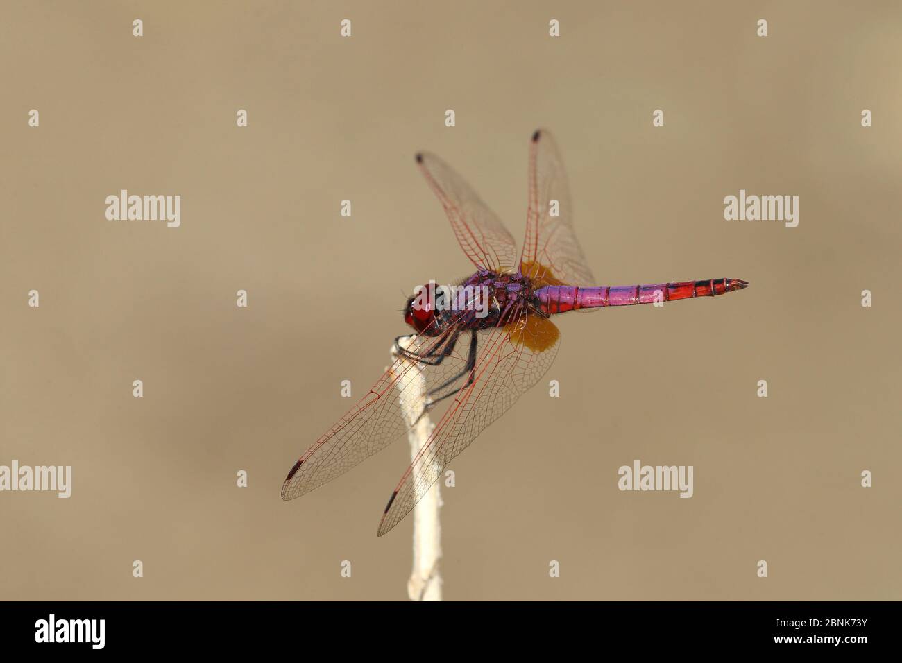 Violet dropwing dragonfly (Trithemis annulata) male, November, Oman Stock Photo