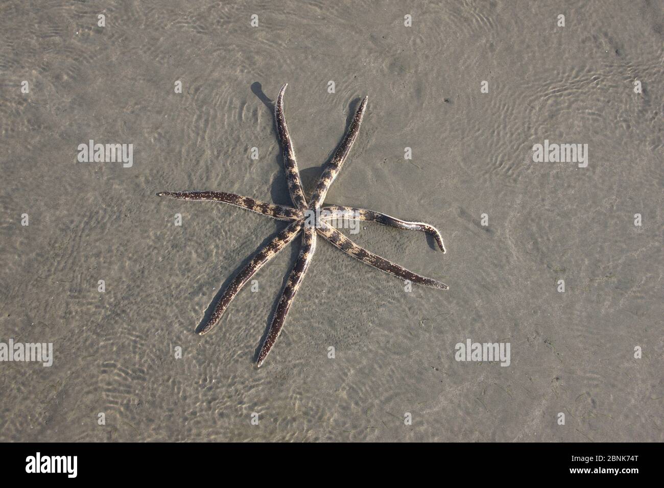 Starfish (Luidia savignyi) upperside, in shallow water on beach, Oman, December Stock Photo
