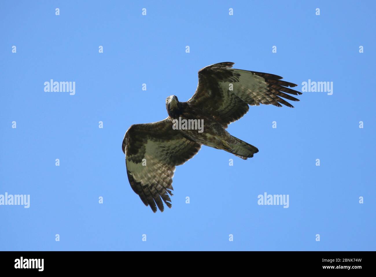 Crested honey buzzard (Pernis ptilorhynchus) in flight, Oman, January Stock Photo