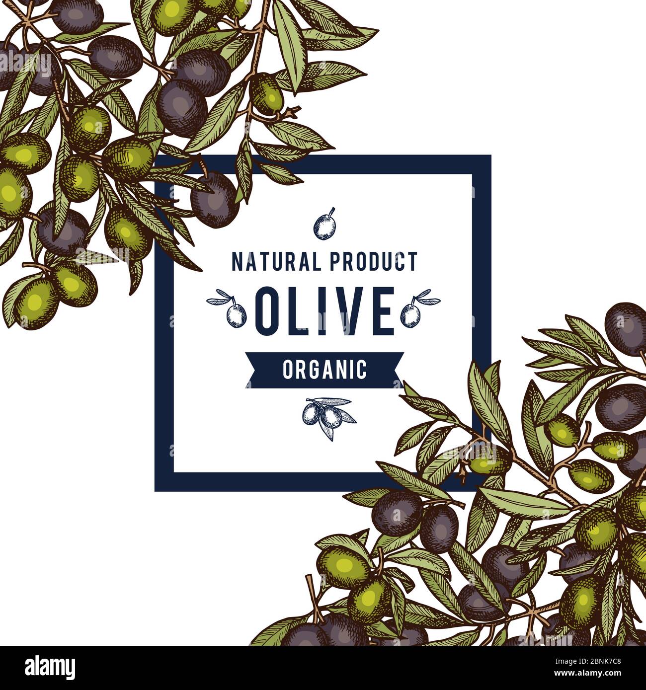 Vector frame with place for text anf hand drawn colored olive branches ...