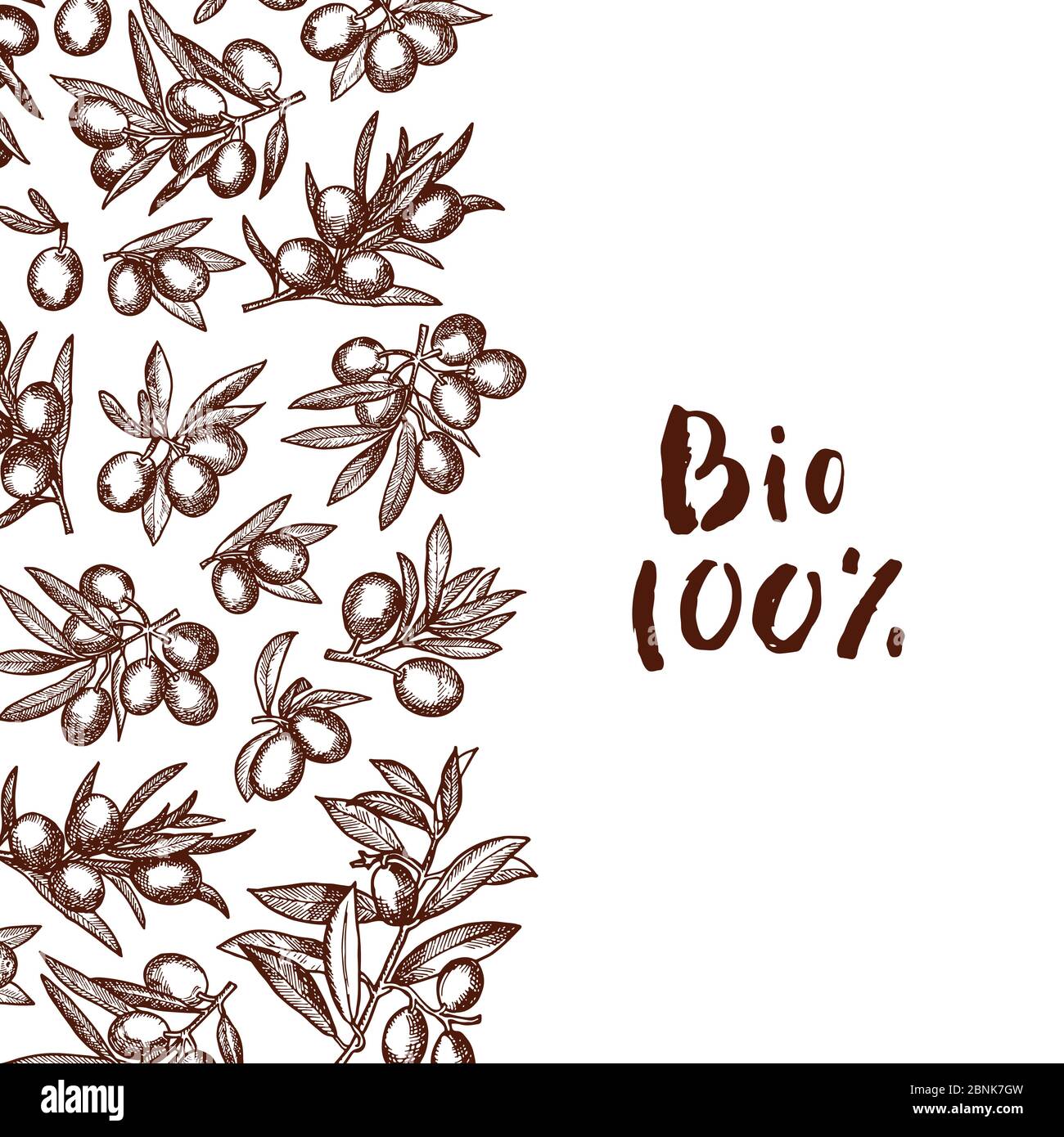 Vector hand drawn olive branches Stock Vector Image & Art - Alamy